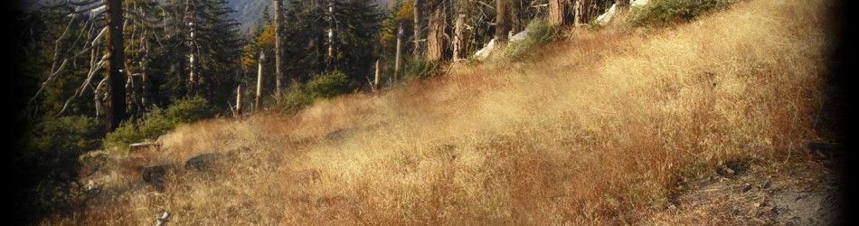  van bos naar vestiging [inga]